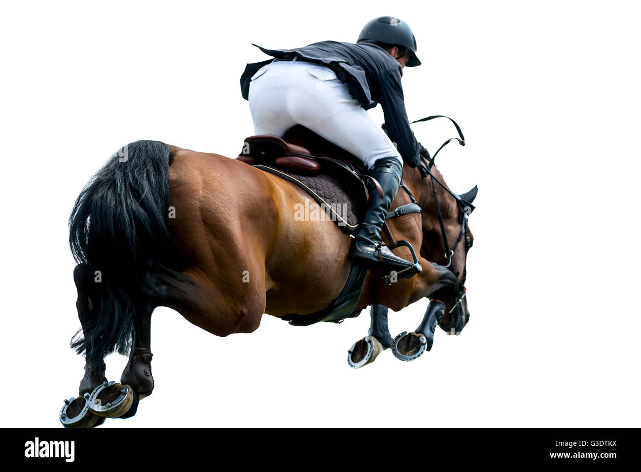 Horse Jumping, sport equestri, isolati su sfondo bianco Foto Stock