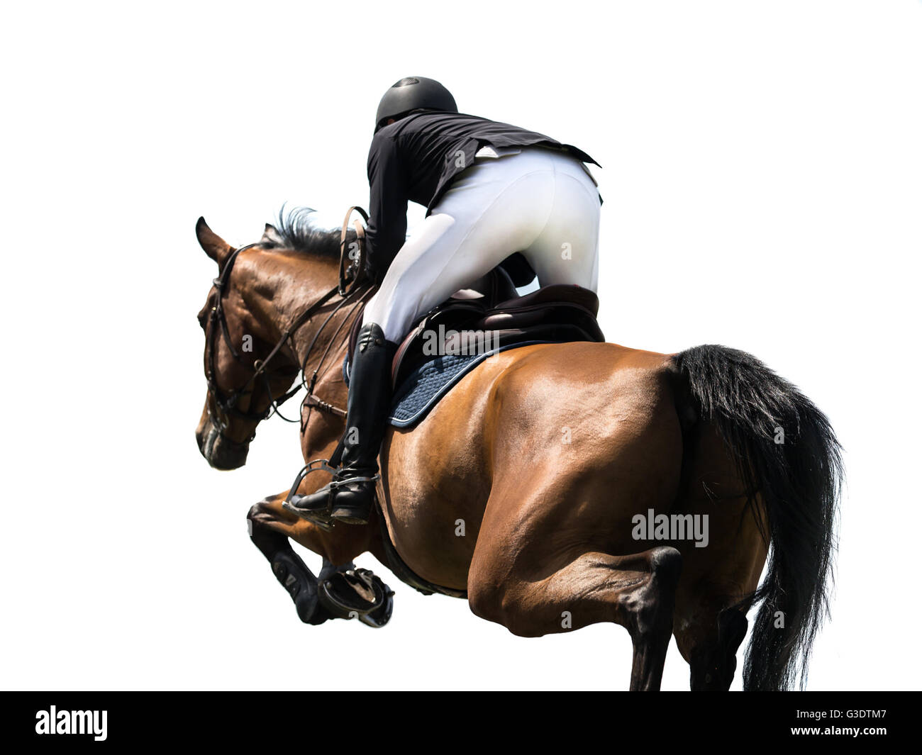 Horse Jumping, sport equestri, isolati su sfondo bianco Foto Stock