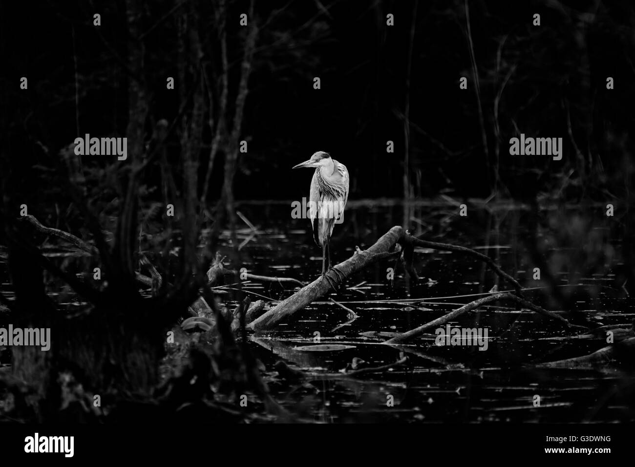 Uccello sole al crepuscolo su un ramo di albero Foto Stock