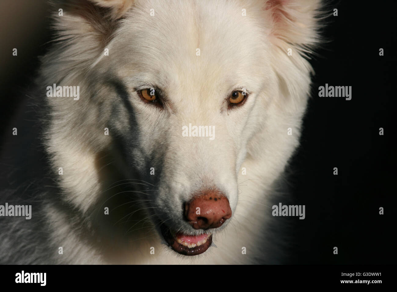 Full face ritratto di un lupo bianco Foto Stock