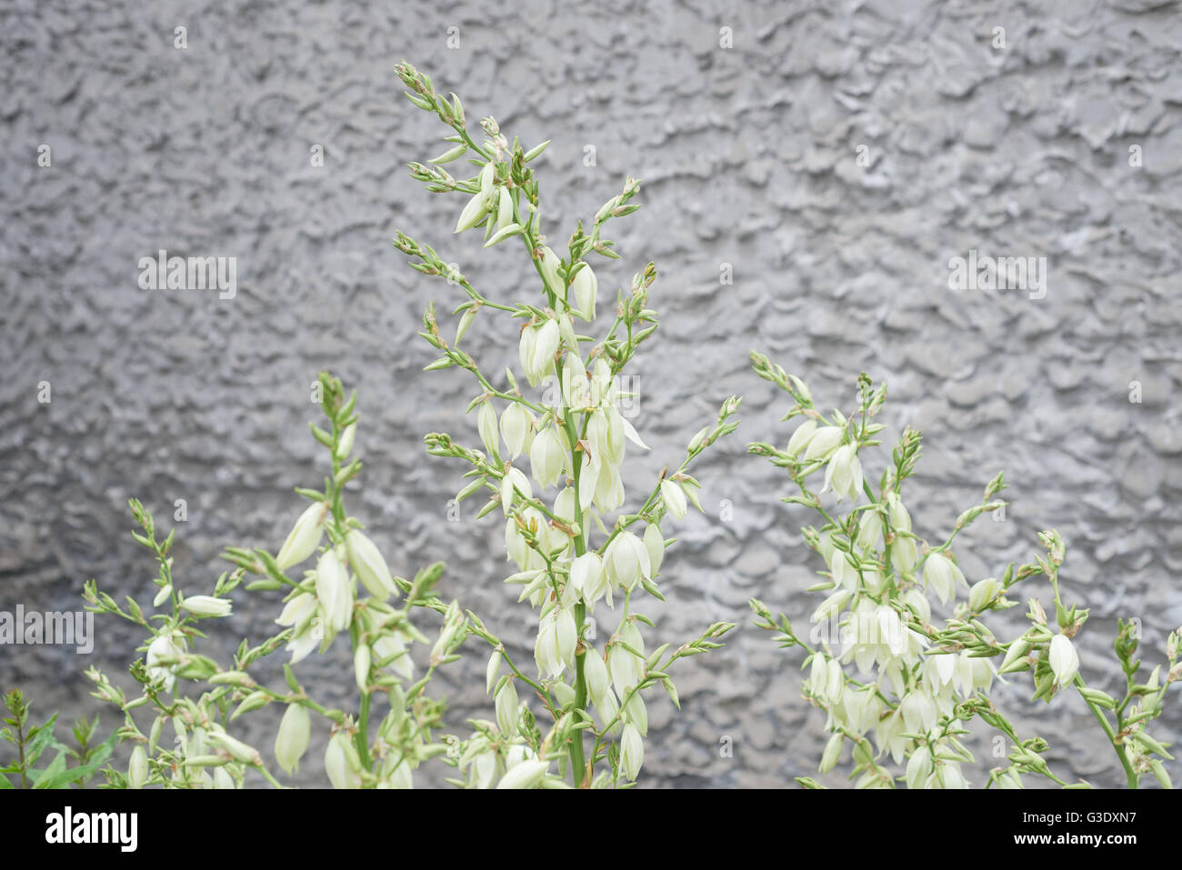 Yucca fiore bianco fiore muro grigio Foto Stock