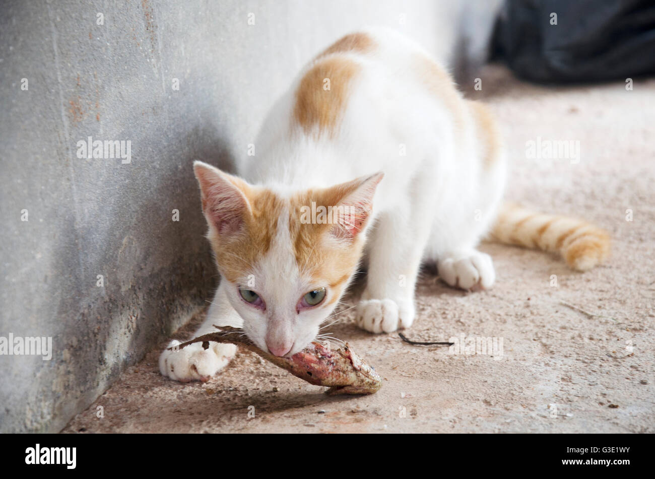 Gatto Thai cattura e mangiare fresco gourami arrampicata pesce in outdoor Foto Stock