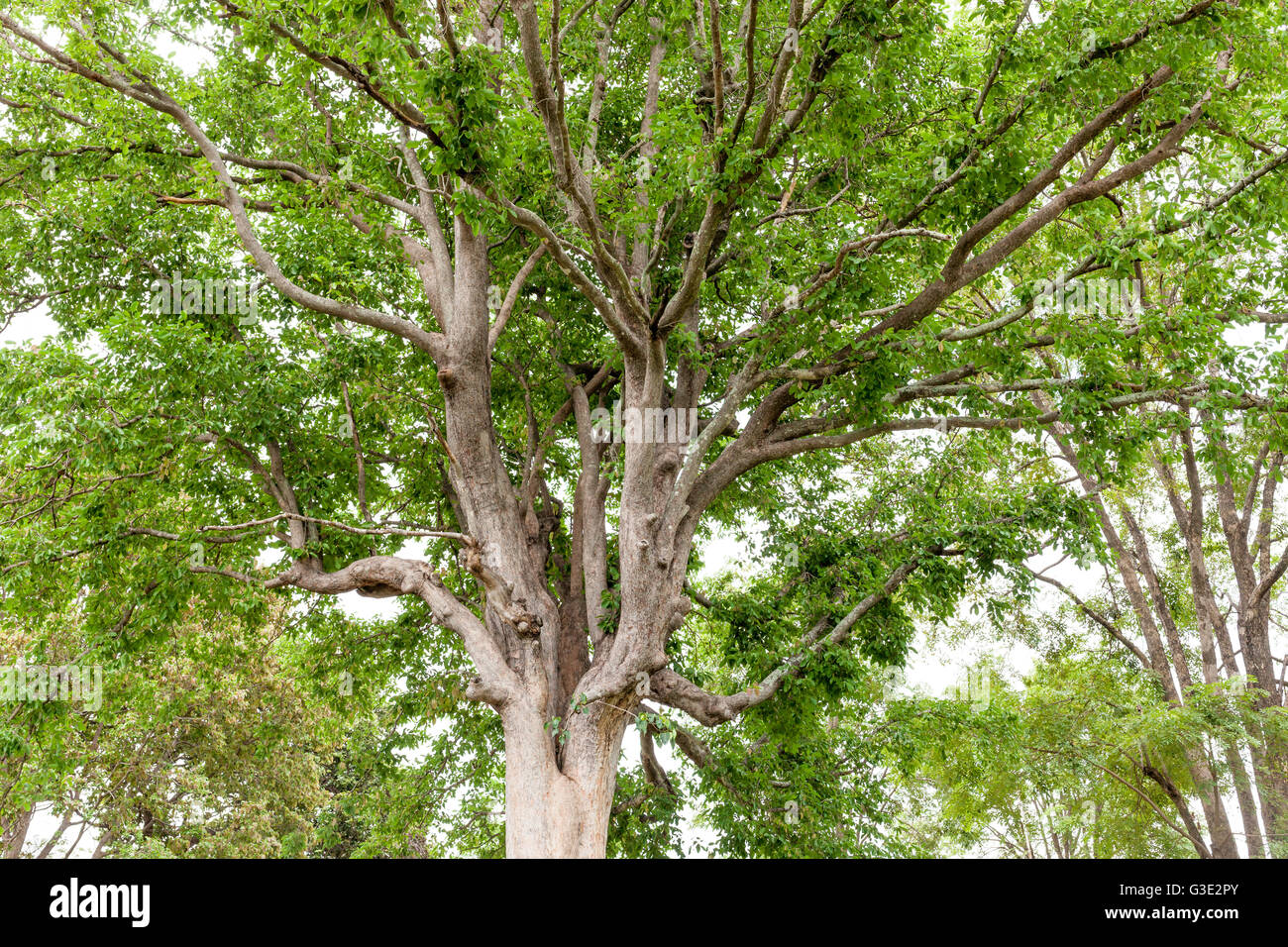 Vecchio albero in una natura verde bosco . Foto Stock