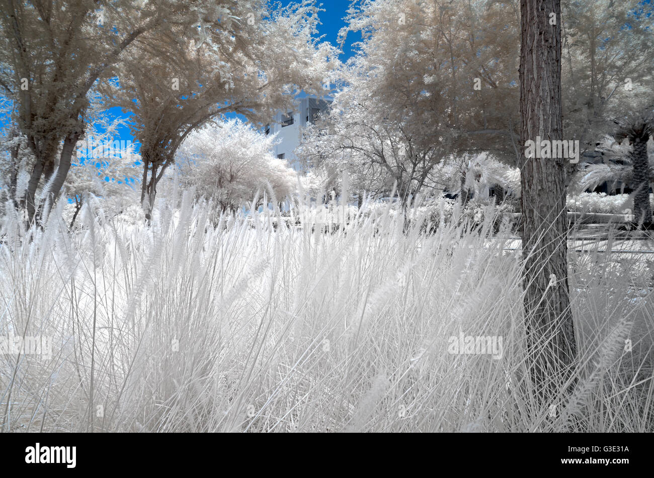 Immagine infrarossa di arbusti e alberi in un parco in falso colore Foto Stock