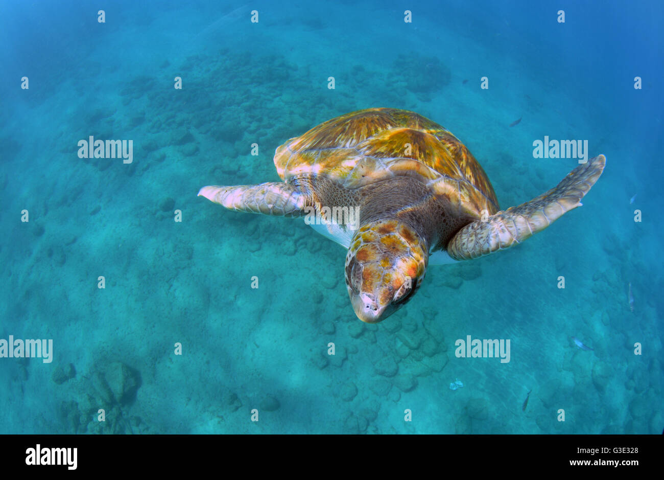 Tartaruga Verde in Tenerife, Isole Canarie Foto Stock