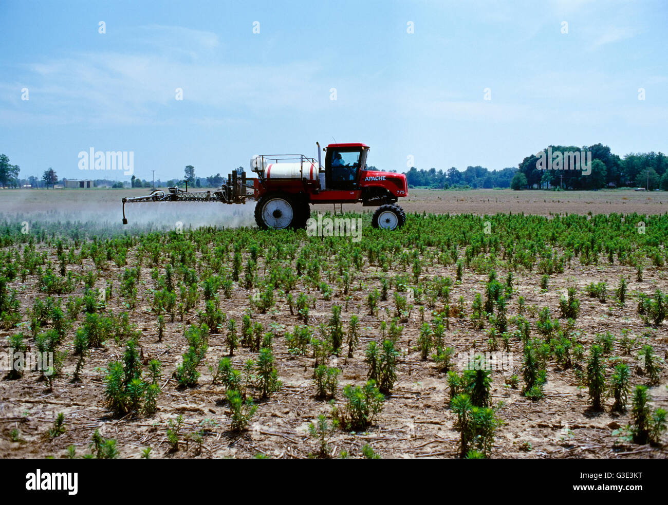 Agricoltura - l'irroratrice ad alta clearance Apache applica l'erbicida Roundup su un marestail resistente al glifosato in campo di cotone no-till. Applicazione non riuscita... Foto Stock