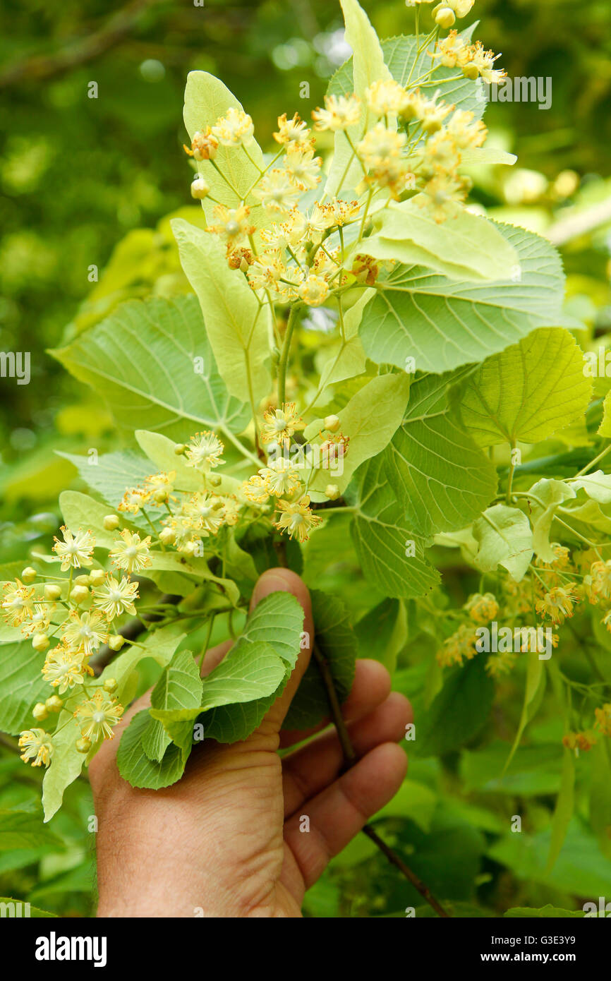 Tiglio comune o tiglio. Tilia platiphyllos. Foto Stock