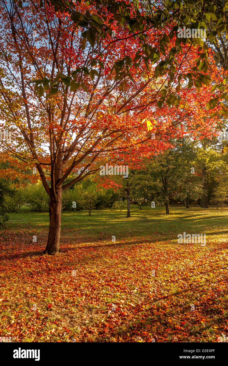 Glorioso Autunno colori rosso giallo e arancio su una struttura circondata da un tappeto di foglie , National Mall di Washington DC Foto Stock