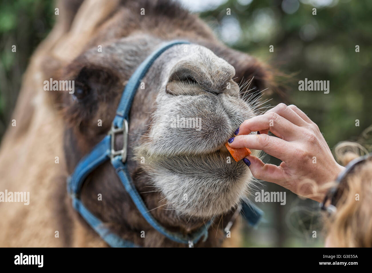 Alimentazione manuale una carota per un cammello, Assiniboine Park Zoo; Winnipeg, Manitoba, Canada Foto Stock