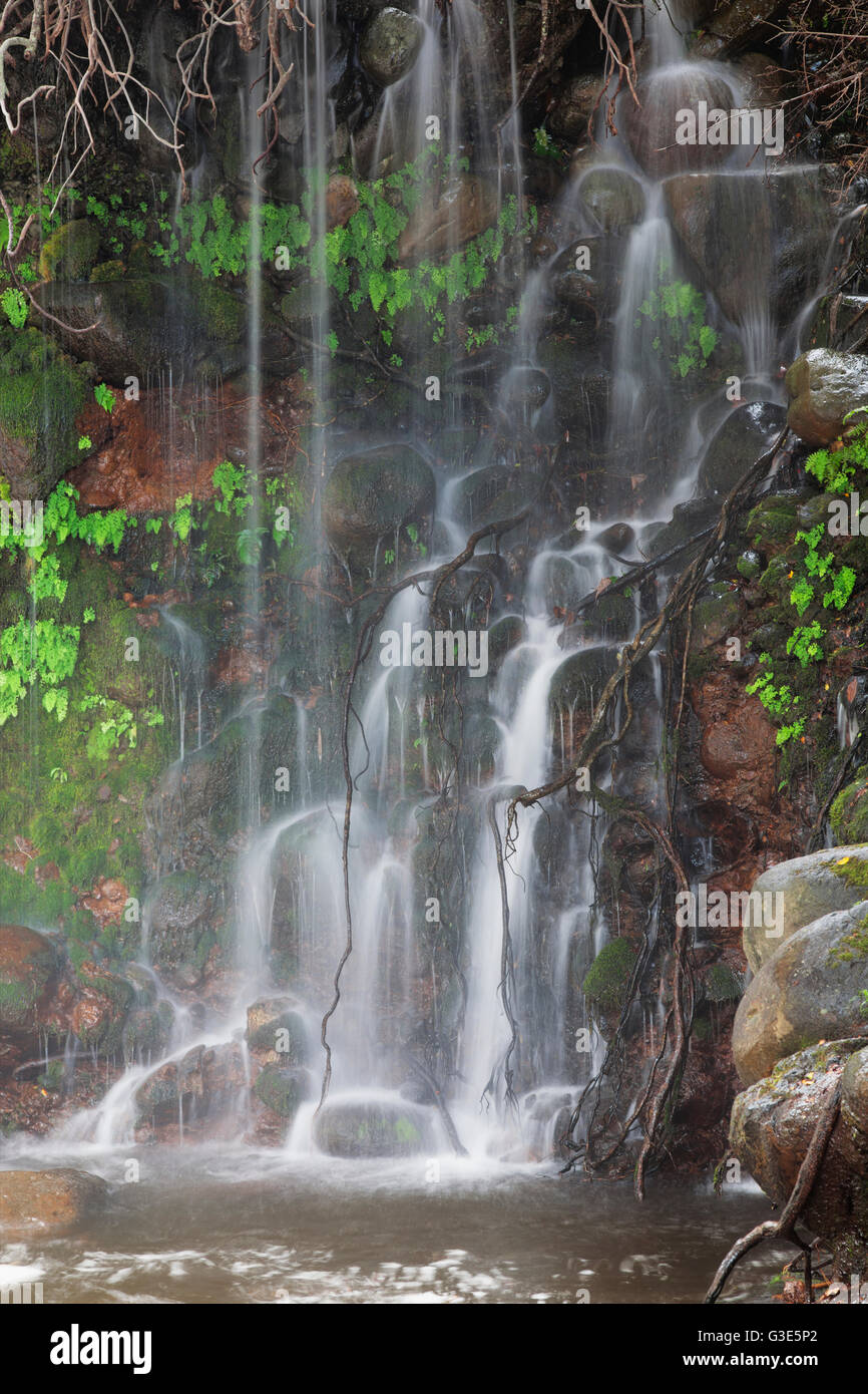 In prossimità della cascata di lussureggianti; Maui, Hawaii, Stati Uniti d'America Foto Stock