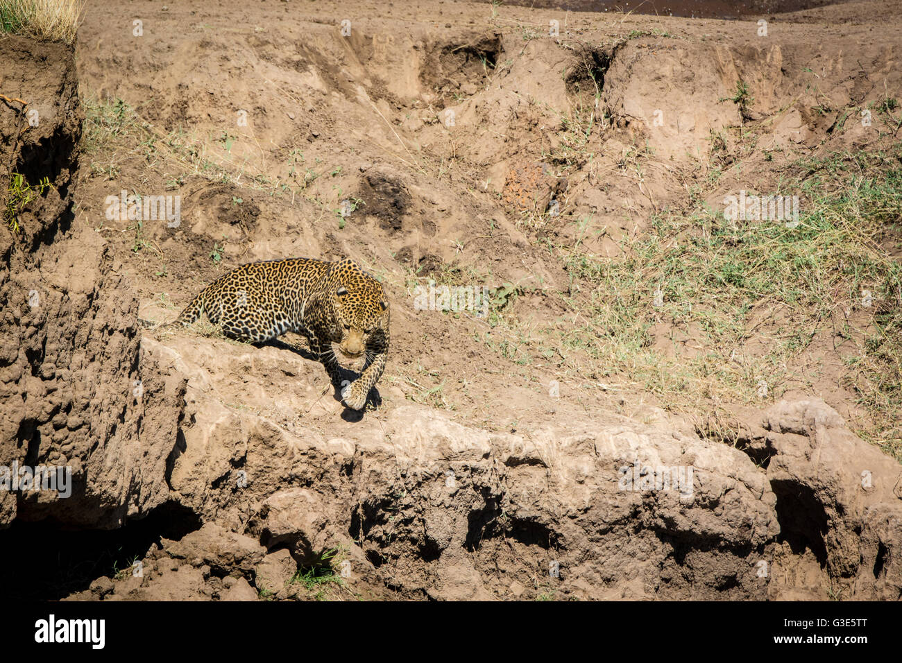 Adulto solitaria, selvaggia africana di Leopard, Panthera pardus, stalking, caccia, il Masai Mara, Kenya, Africa orientale Foto Stock