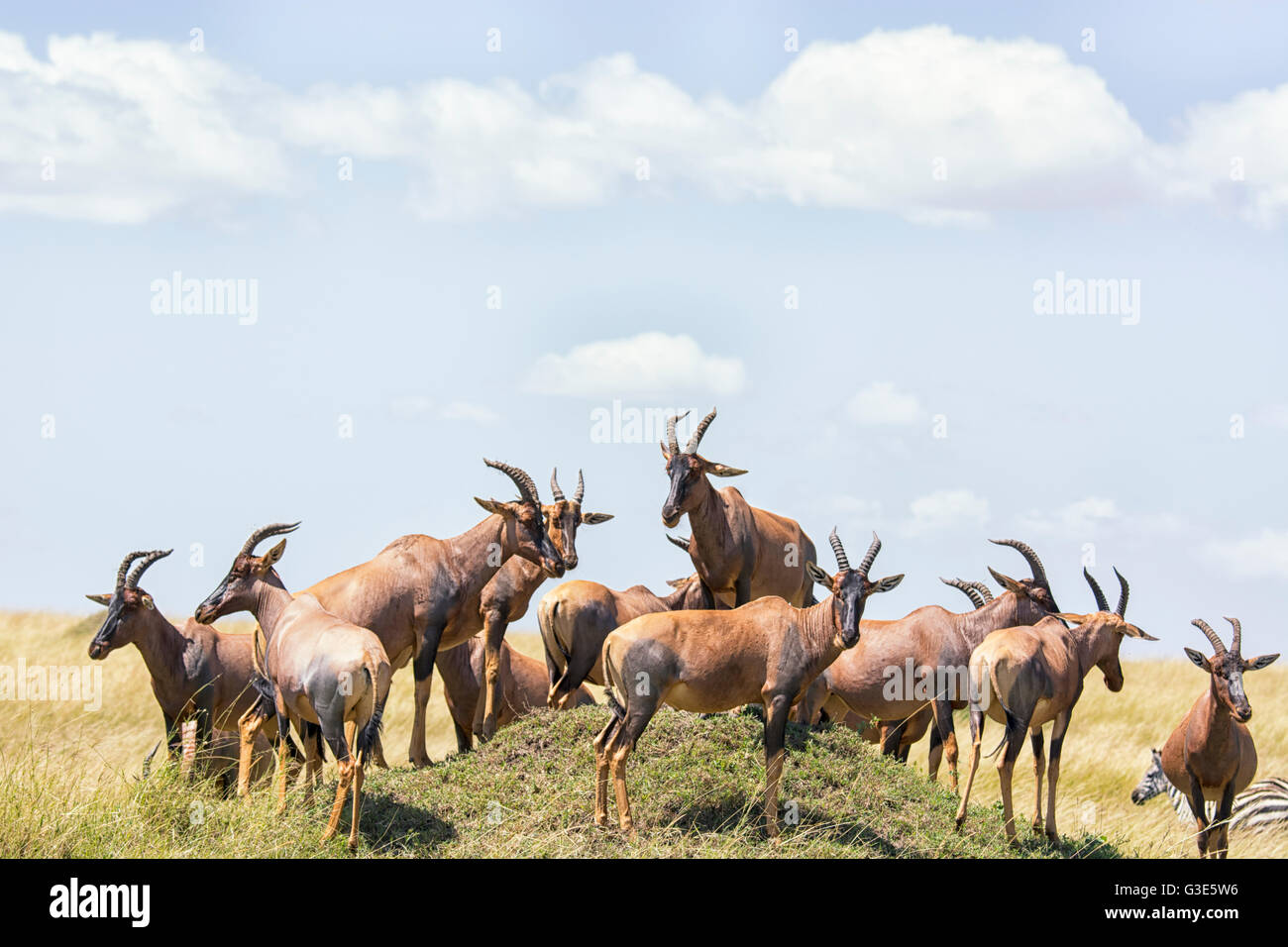 Allevamento di topi, Damaliscus lunatus, riuniti su un tumulo termite nel Masai Mara, Kenya, Africa orientale Foto Stock