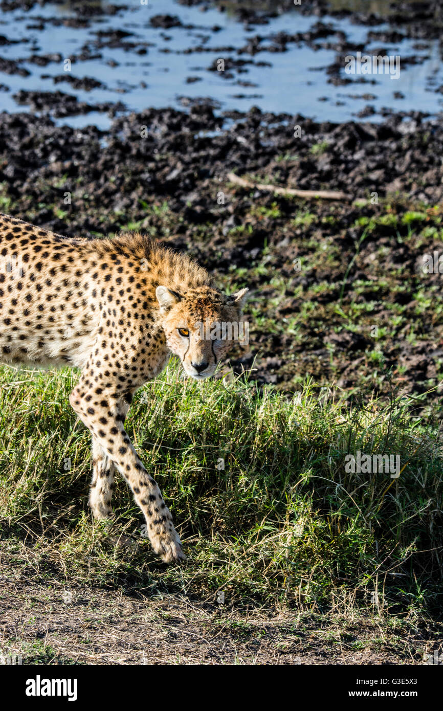 Un adulto selvatico, ghepardo Acinonyx jubatus, camminando in cerca di preda, il Masai Mara riserva nazionale, Kenya, Africa orientale Foto Stock