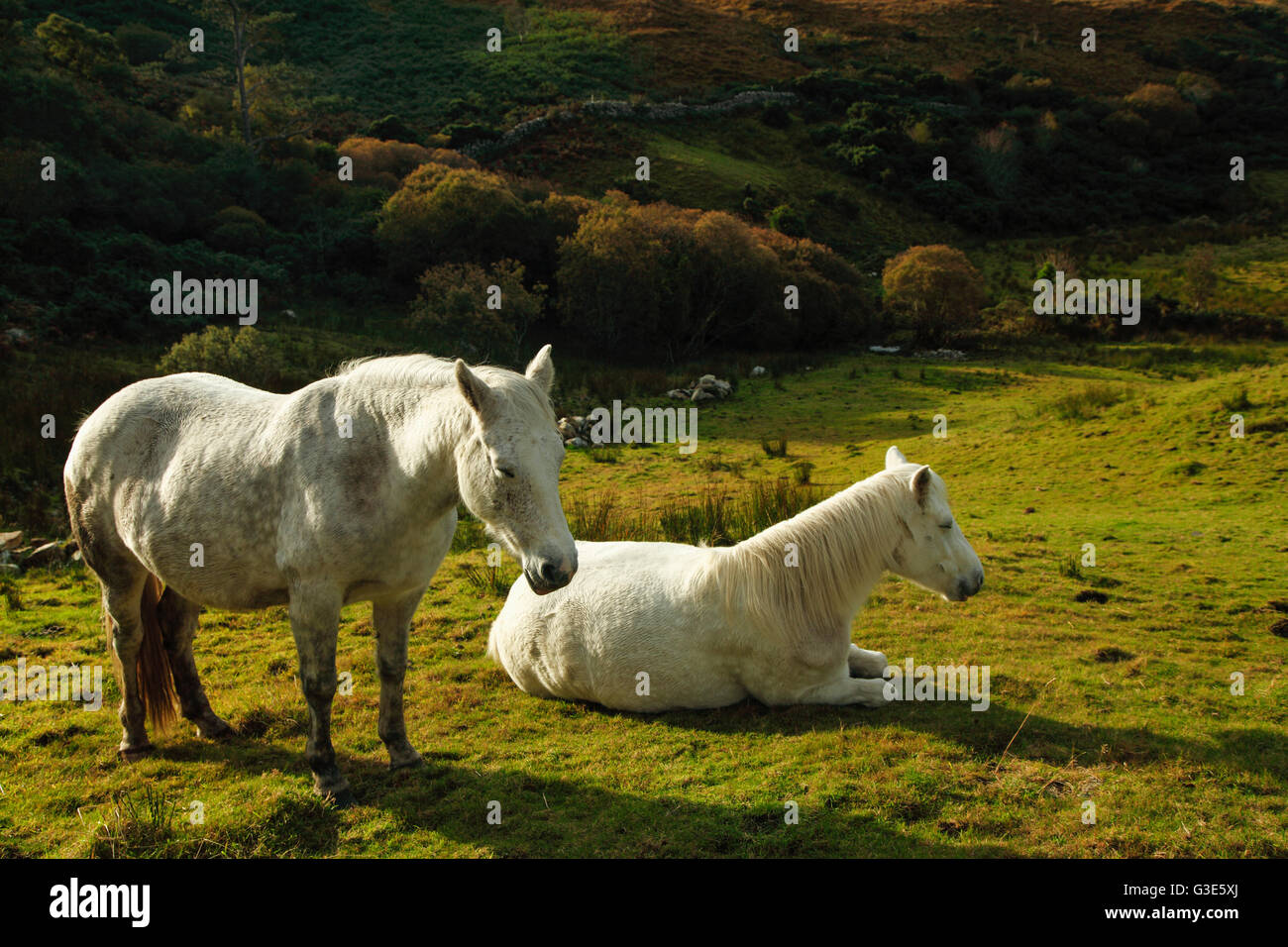 I cavalli bianchi nel Parco Nazionale del Connemara; contea di Galway, Irlanda Foto Stock