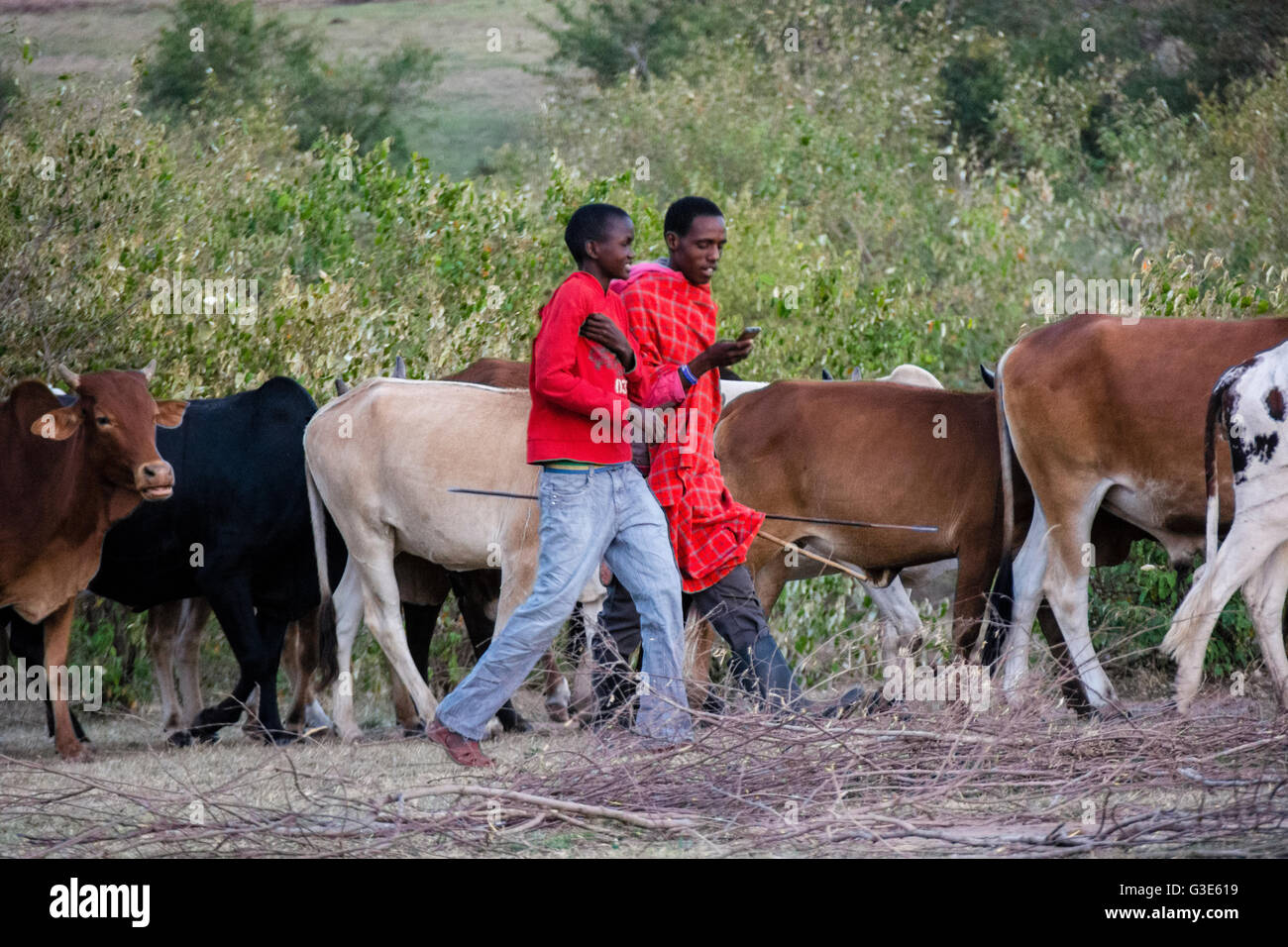 Masai uomo controlla il suo telefono cellulare mentre l'allevamento del bestiame in un villaggio vicino al Masai Mara, Kenya, Africa orientale Foto Stock