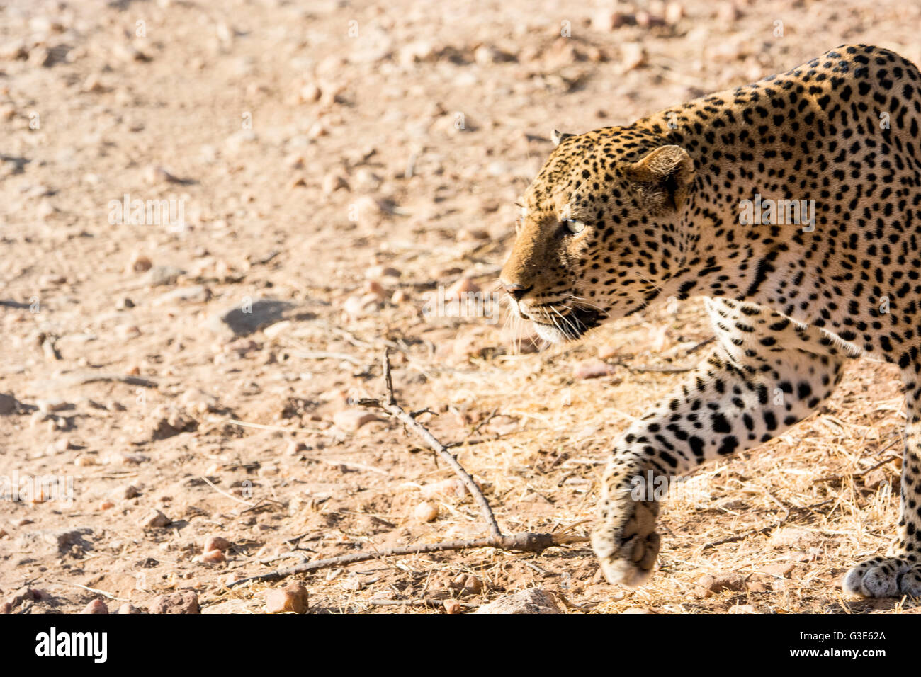 Close-up vista laterale solitaria di adulto, wild africana di Leopard, Panthera pardus, profilo stalking, caccia, Samburu, Kenya, Africa Foto Stock