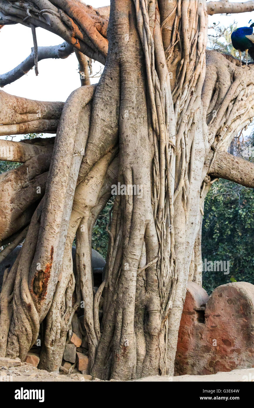Banyan Tree radici, Ficus benghalensis, albero nazionale dell'India, il Parco nazionale di Ranthambore, India Foto Stock