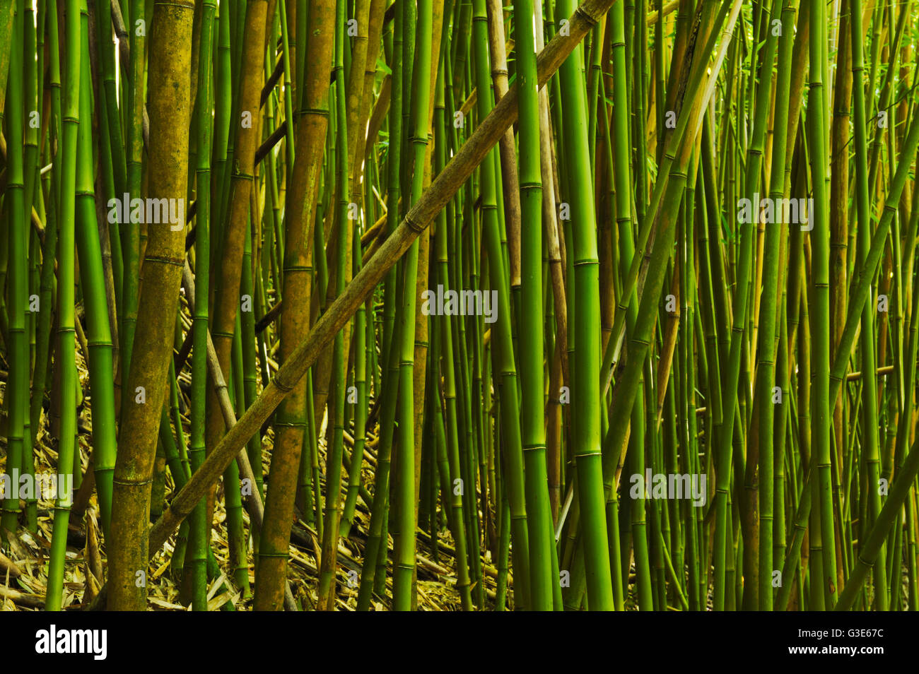 Boschetto di bambù in Haleakala National Park; Maui, Hawaii, Stati Uniti d'America Foto Stock