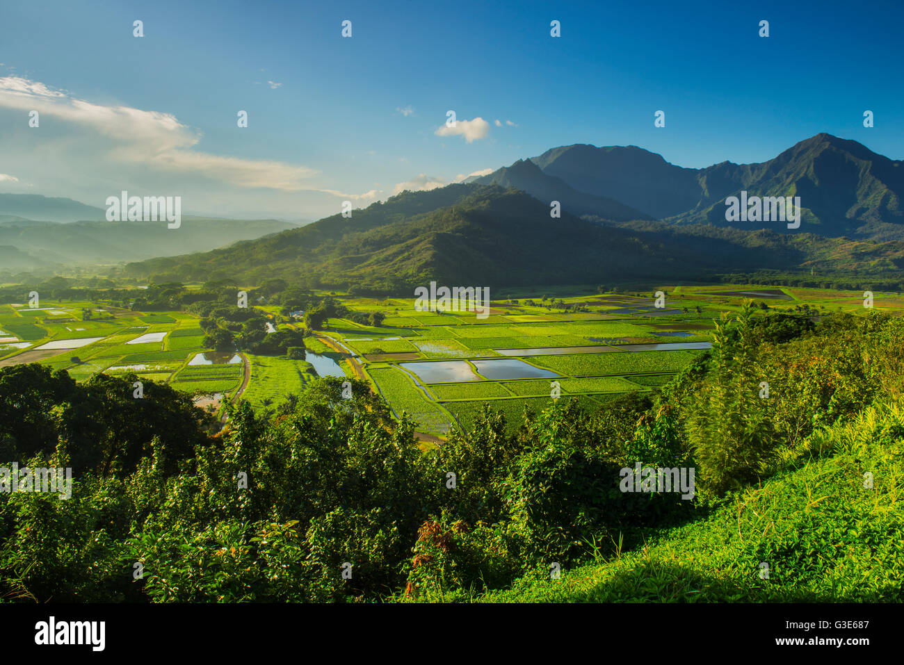 La Vedetta Hanalei fornisce una vista di taro piantagioni in Kauai, dove la maggior parte del taro in Hawaii è cresciuto; Kauai, Hawaii, STATI UNITI D'AMERICA Foto Stock