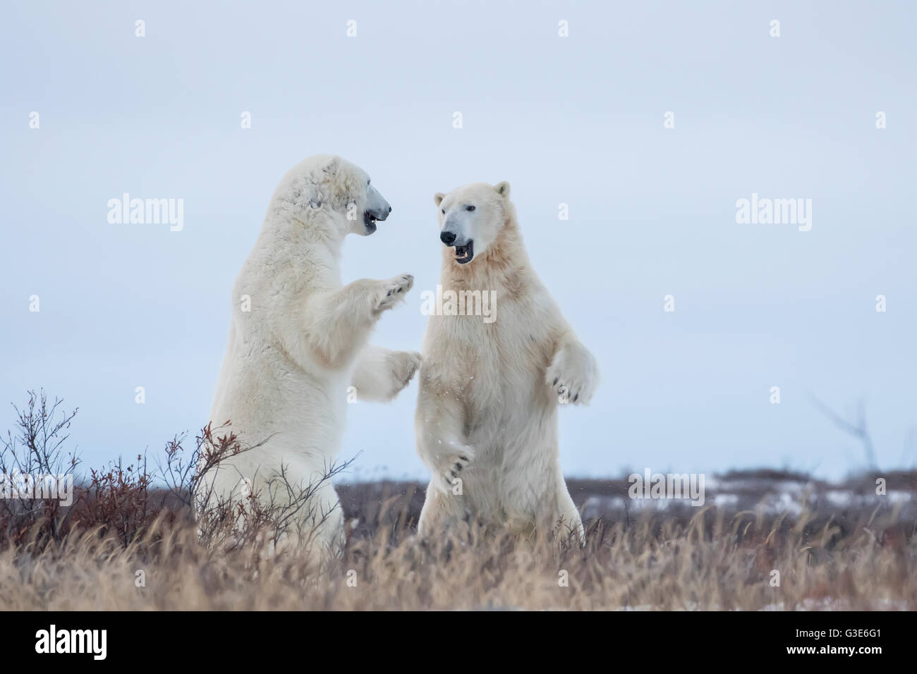 Gli orsi polari sparring sulla costa della Baia di Hudson; Manitoba, Canada Foto Stock