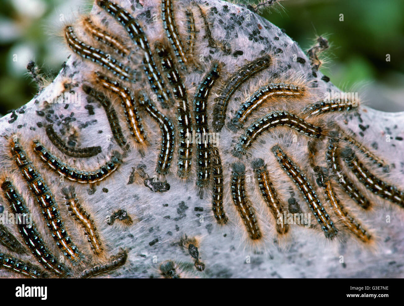 Agricoltura - La peste di insetto, Tenda Caterpillar larve sul web (Malacosoma spp.) / Idaho, Stati Uniti d'America. Foto Stock