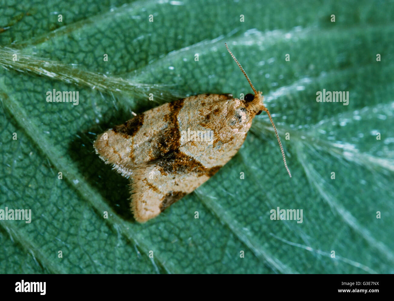 Agricoltura - Giardino tortrix (Ptycholoma peritana) falena adulta in appoggio sulla superficie inferiore di una foglia di fragola (2X). Foto Stock