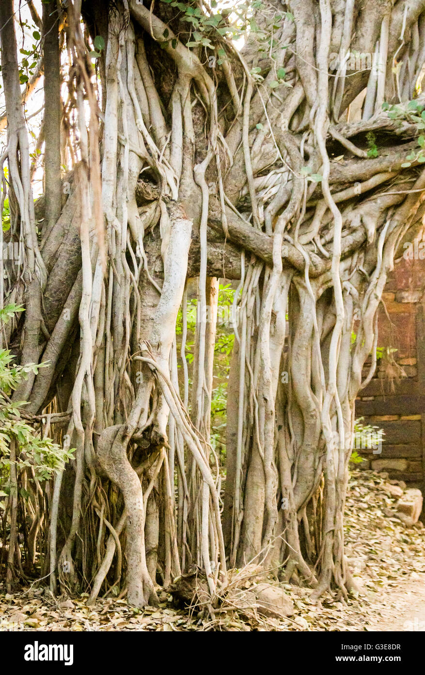 Banyan Tree radici, Ficus benghalensis, albero nazionale dell'India, il Parco nazionale di Ranthambore, India Foto Stock