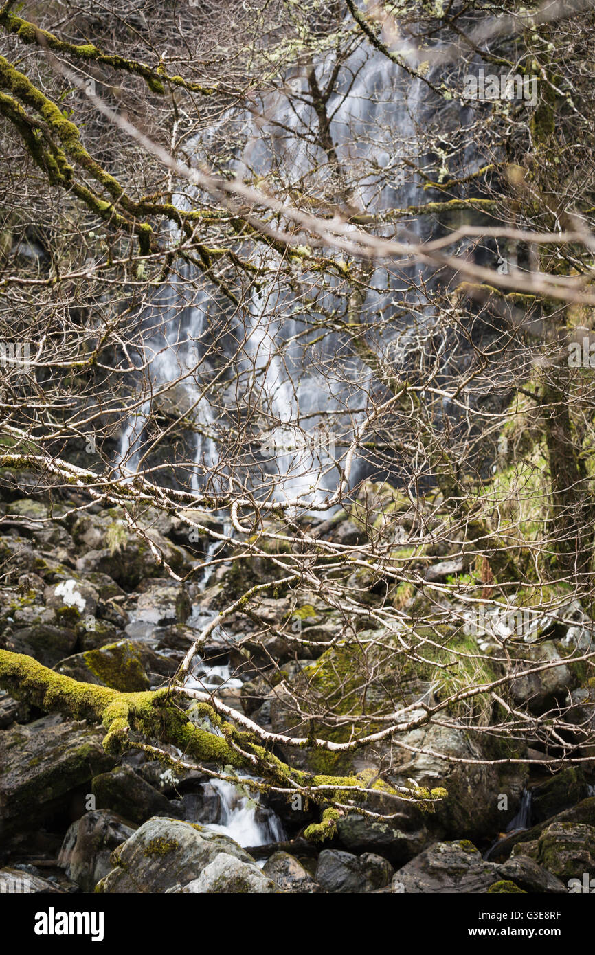 Cascata precipita in un scozzese glen con rami aggrovigliati e massi, Highlands Occidentali, Scozia Foto Stock