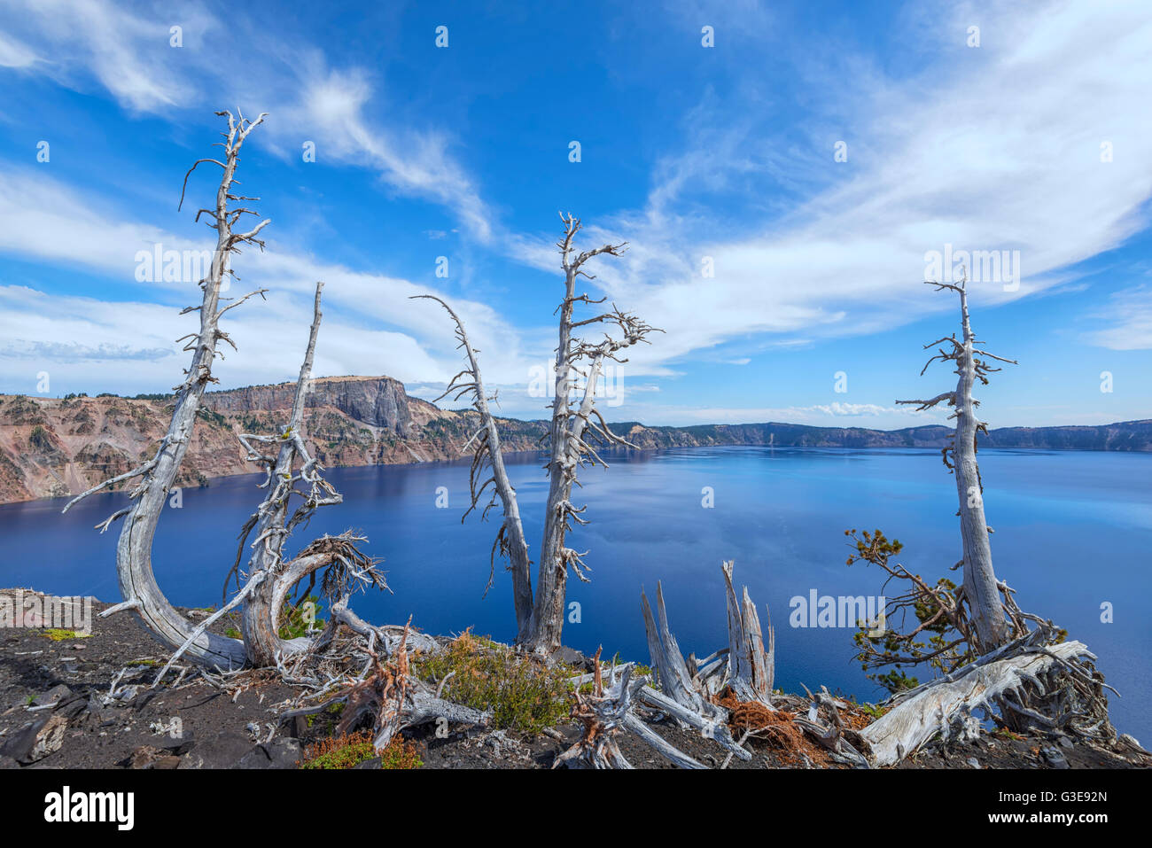 Alberi di pino sul Wizard Island Crater Rim. Parco nazionale di Crater Lake, Oregon, Stati Uniti d'America. Foto Stock