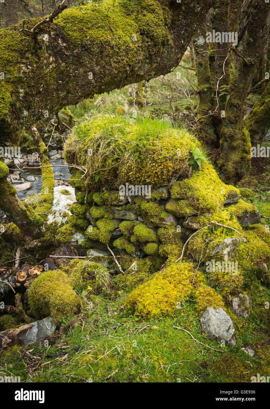 Coperte di muschio tronchi di alberi e pietre a secco a parete, Scottish glen, Highlands Occidentali Foto Stock