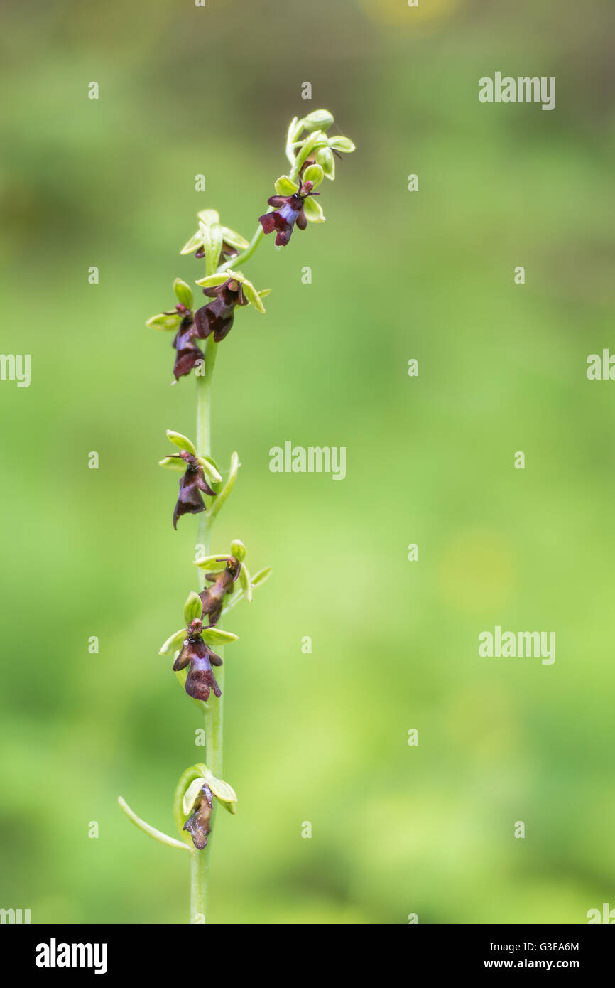 Fly orchid (Ophrys insectifera) gambo di fiore. Rara orchidea infiorescenza di piante in famiglia Orchidaceae, crescendo nel bosco Foto Stock