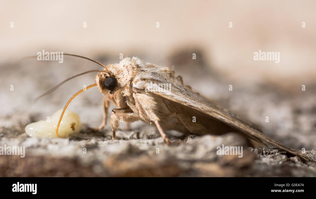 Noctuid moth alimentazione. Close up della proboscide e palpi del pignone pallido (Lithophane socia) assunzione di zucchero da banana Foto Stock