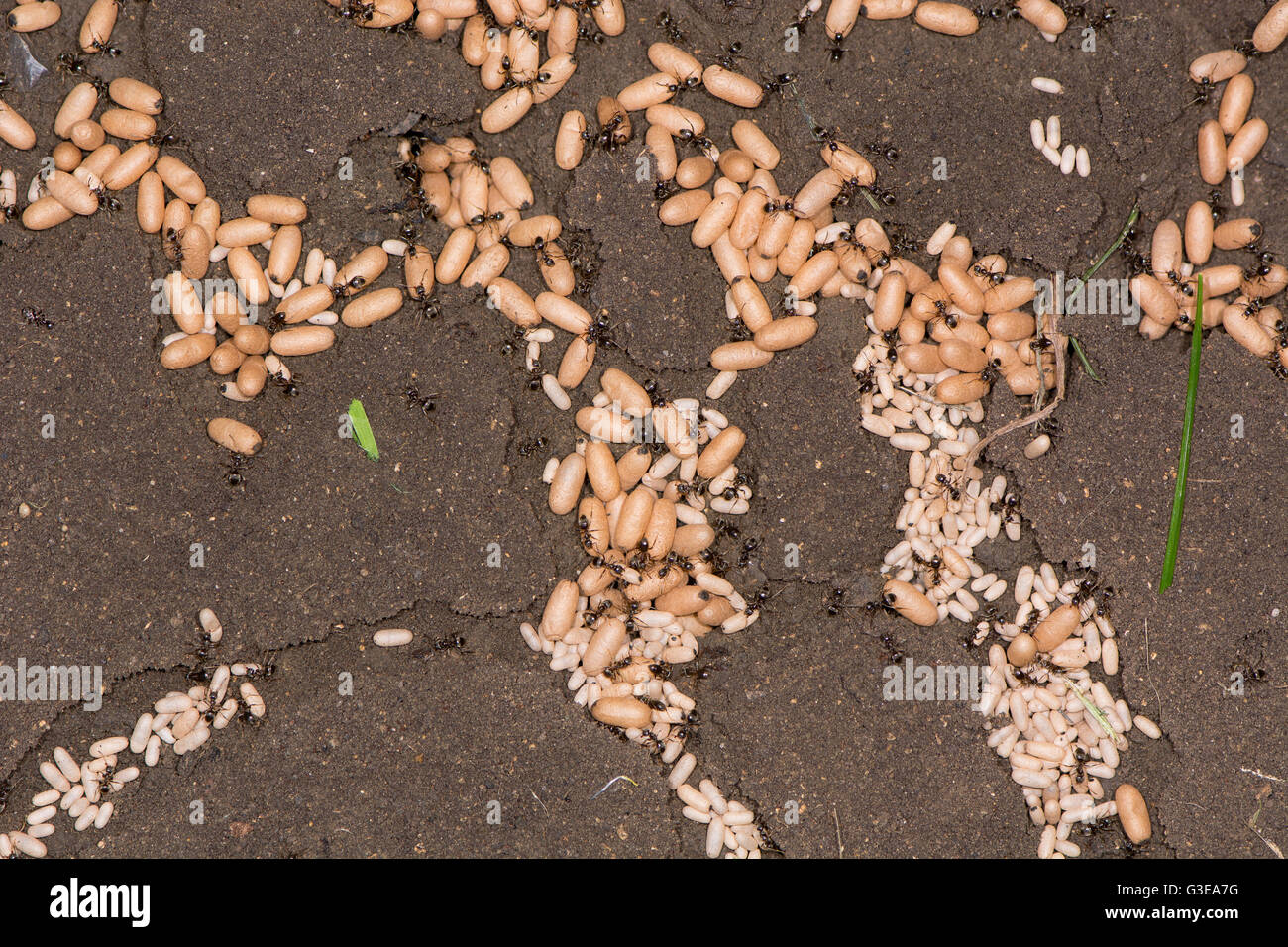 Nero comune (ant Lasius niger) pupe con i lavoratori. Camere esposte di formiche' Nest con grandi e piccole pupe di maschi e femmine Foto Stock