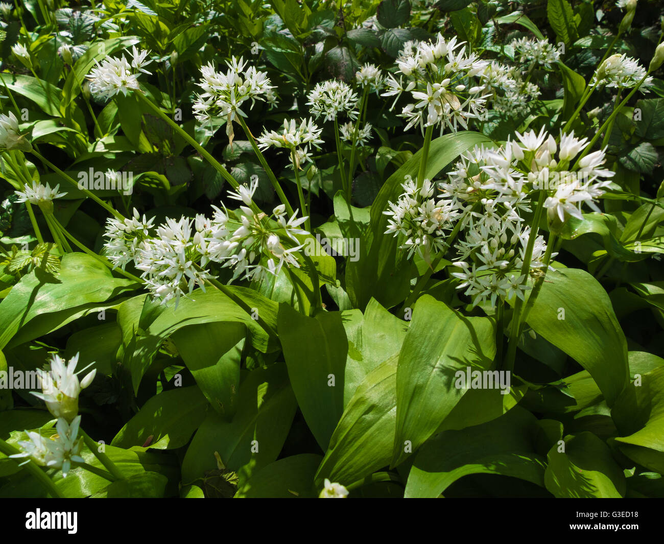 Aglio selvatico fiore A. ursinum Foto Stock