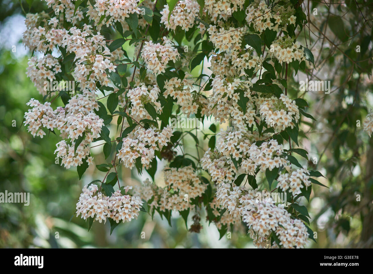 Boccola di bellezza blossom Linnaea Kolkwitzia amabilis Foto Stock