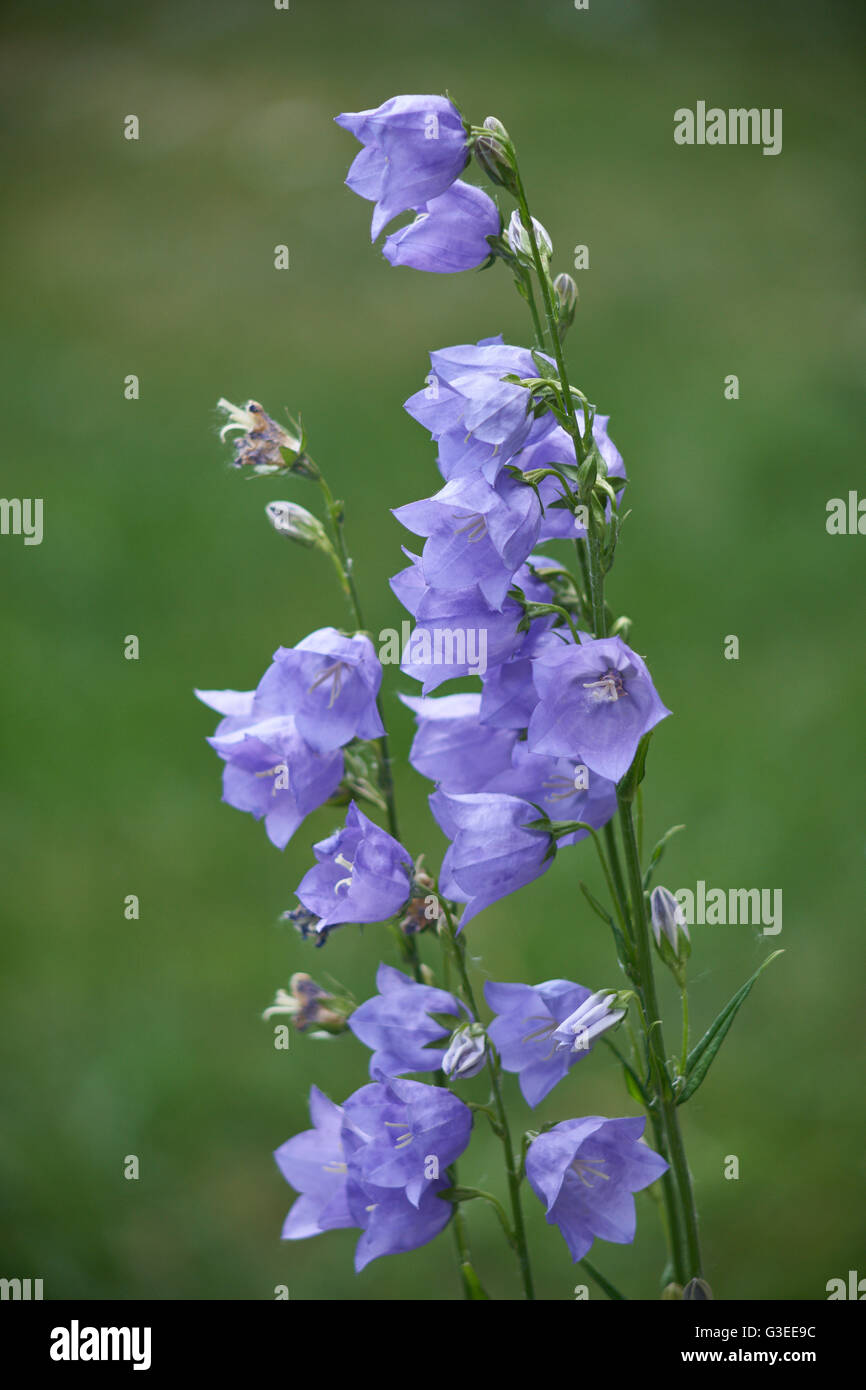 Campanula persicifolia peach-lasciarono la campanula Foto Stock