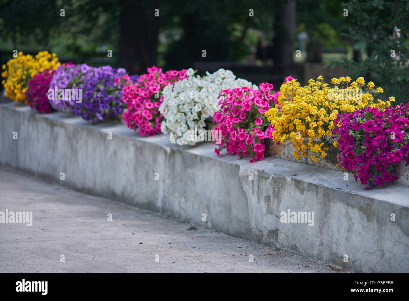 Varie multicolor nelle petunie petunia nei loro vasi di fiori allineati in fila Foto Stock