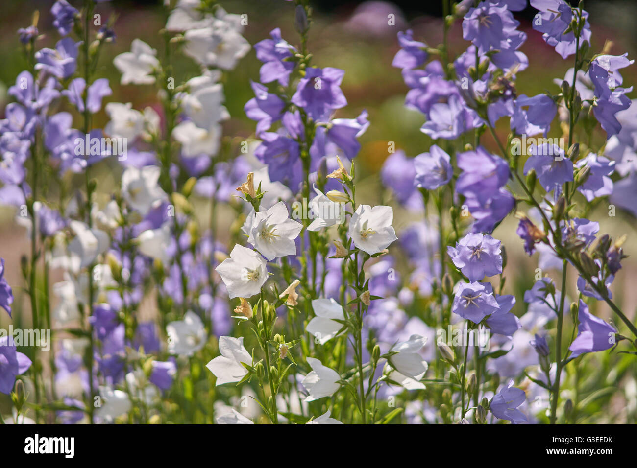 Viola e bianco campanule al sole Foto Stock