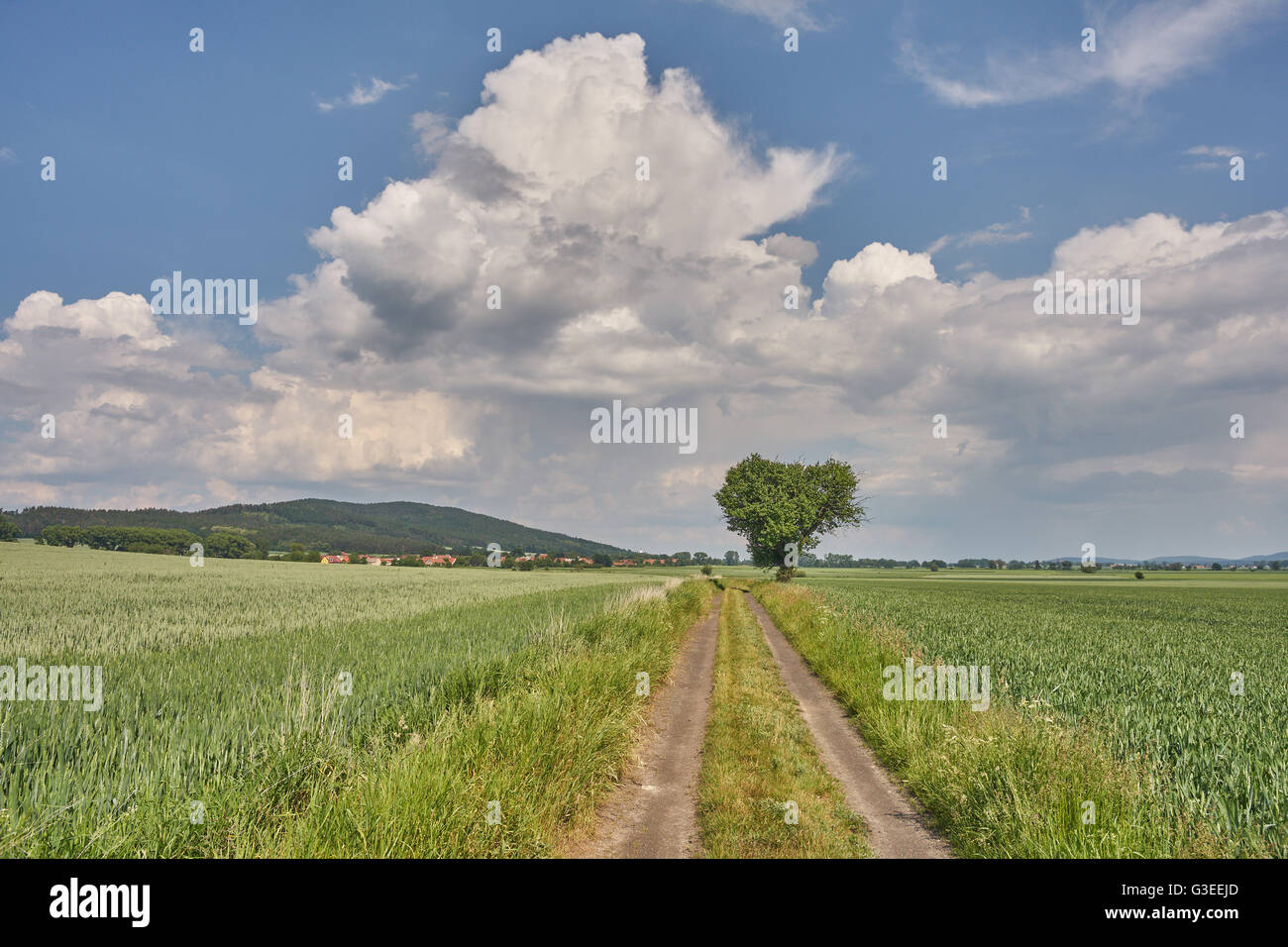 Strada sporca di germinare tra campi di grano con blu cielo nuvoloso su Bassa Slesia Polonia Foto Stock