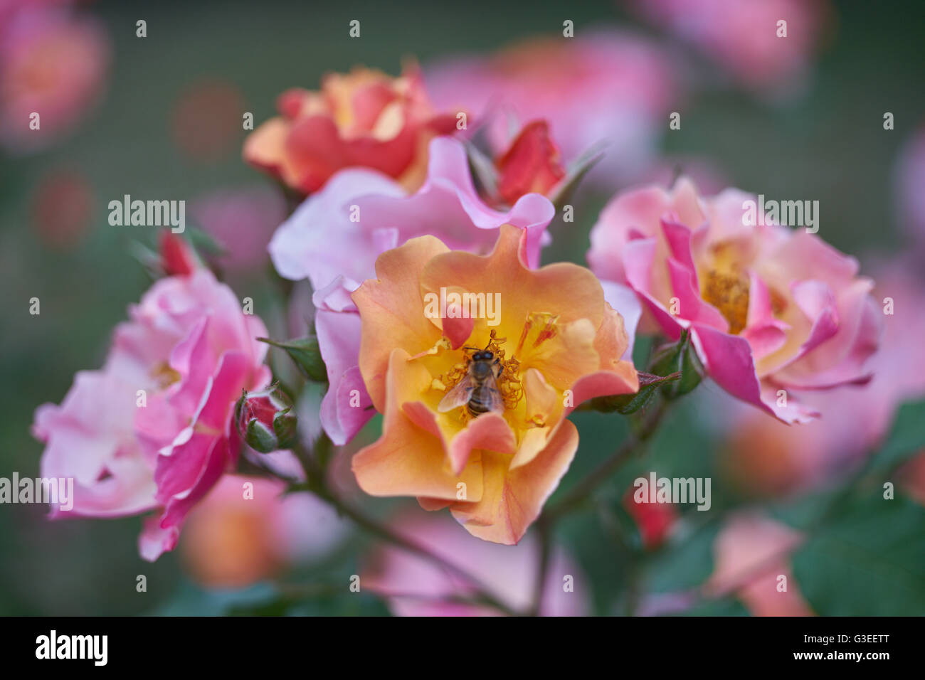 Mazzetto di lussureggianti rose multicolori close up con alimentazione delle api su di esso Foto Stock