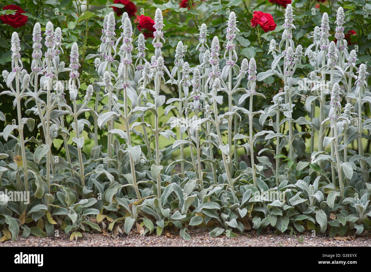Agnello le orecchie in piena fioritura fioritura Stachys byzantina Foto Stock