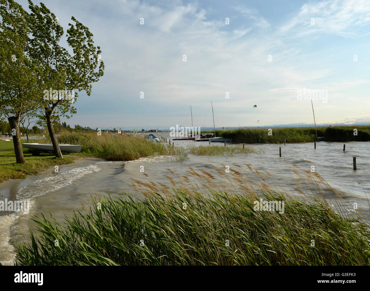 Podersdorf am See, Neusiedlersee, Burgenland, Austria Foto Stock