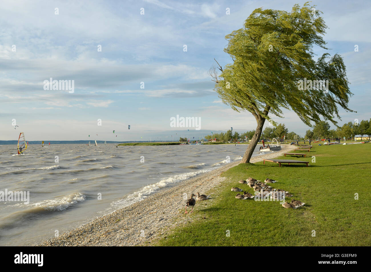 Podersdorf am See, Neusiedlersee, Burgenland, Austria Foto Stock