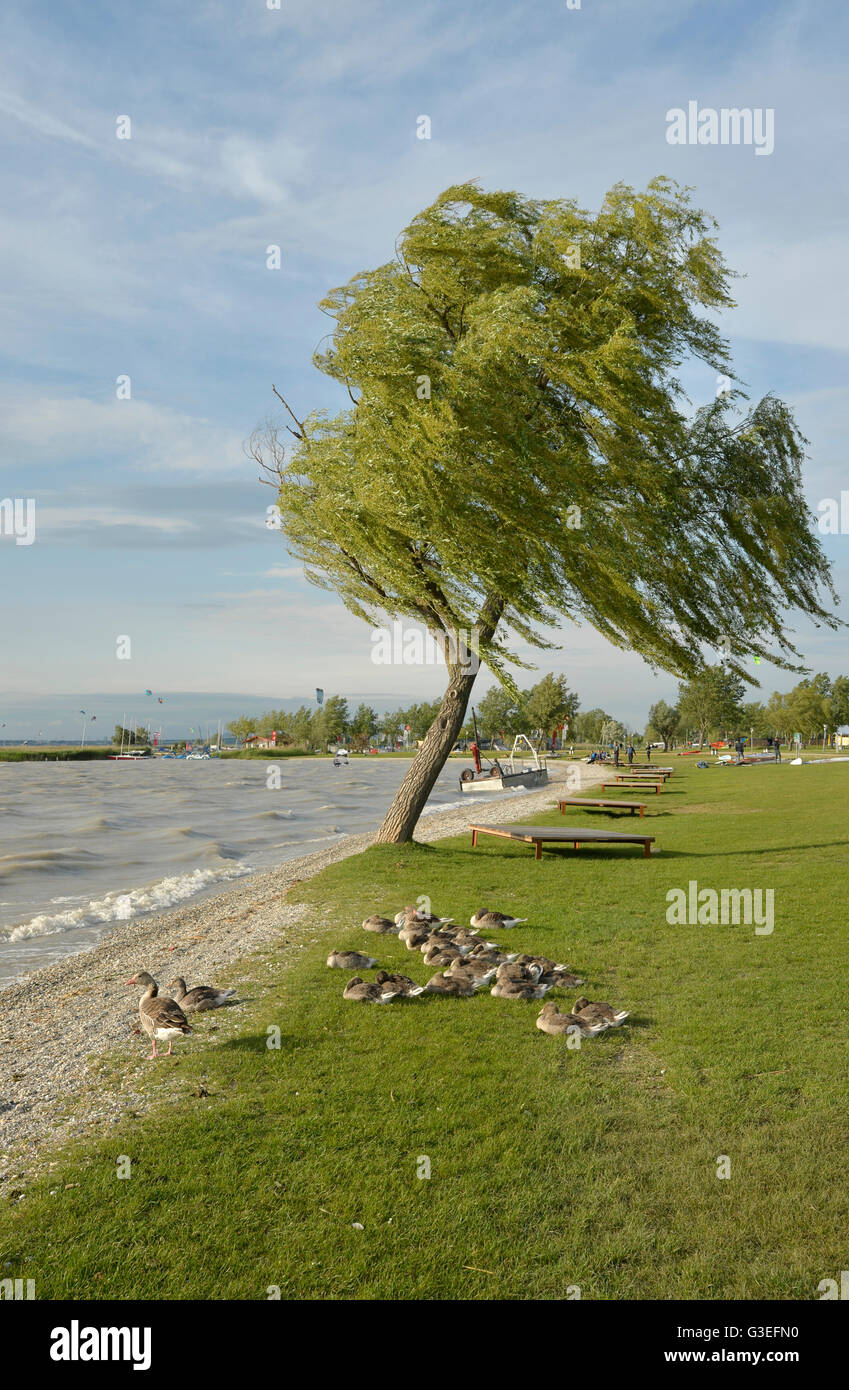 Podersdorf am See, Neusiedlersee, Burgenland, Austria Foto Stock