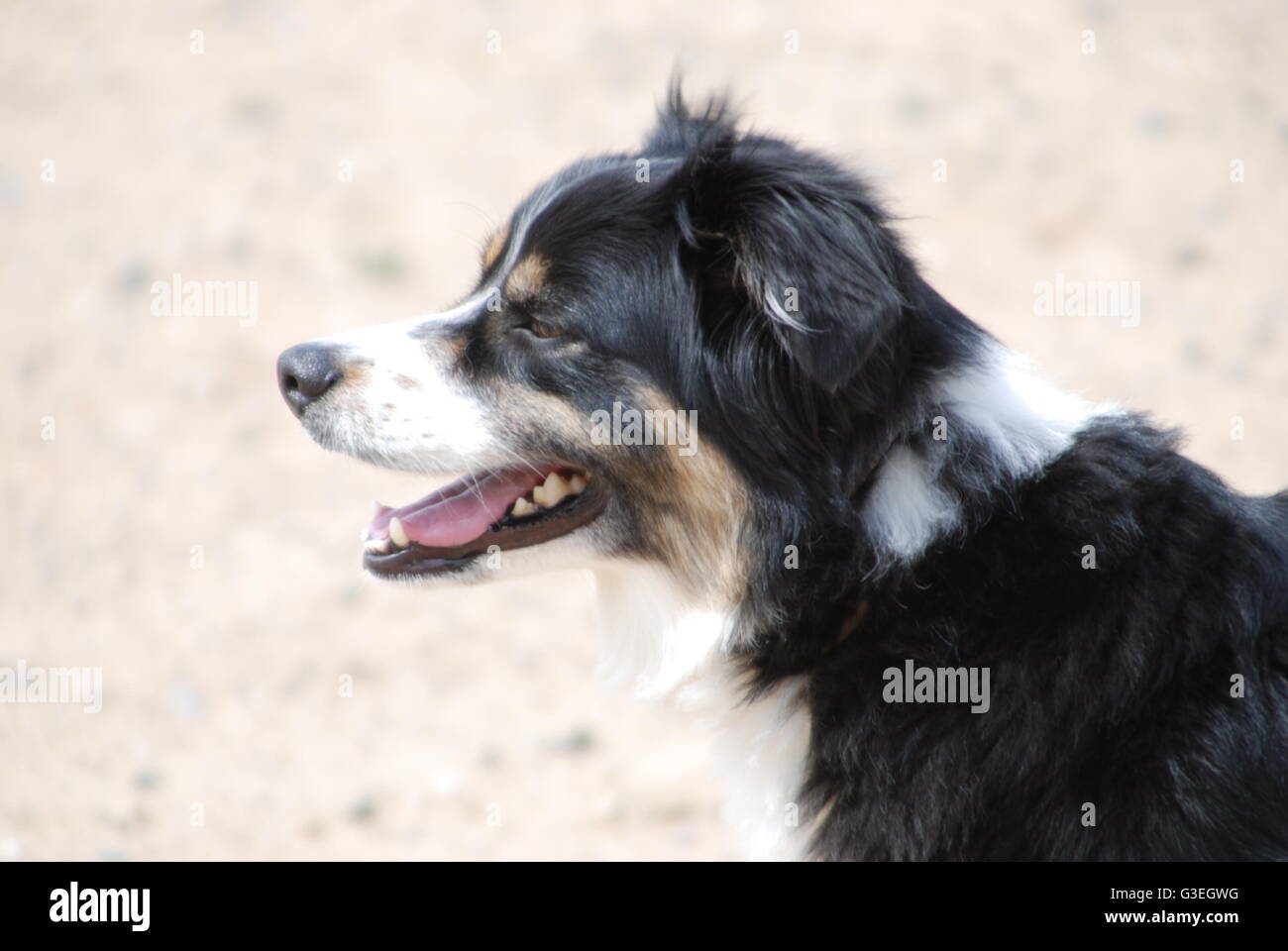 Australian Shepherd sorrisi al sole Foto Stock