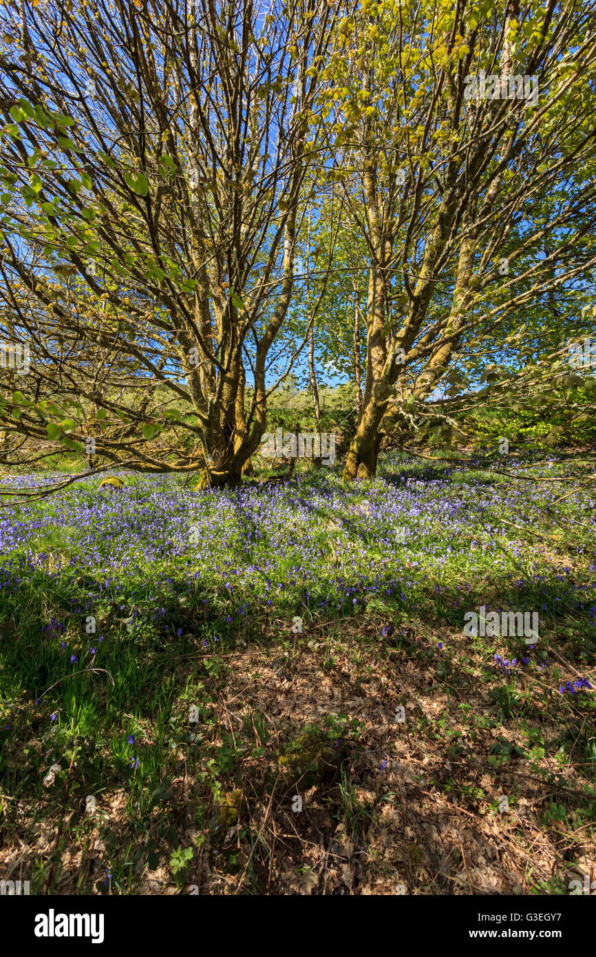 Un Blue Bell patch immerso nella luce del sole nella foresta Gartheiniog, il Galles Centrale Foto Stock