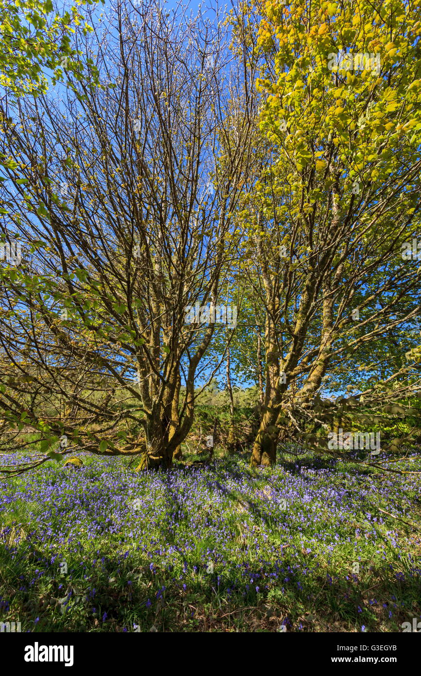 Un Blue Bell patch immerso nella luce del sole nella foresta Gartheiniog, il Galles Centrale Foto Stock