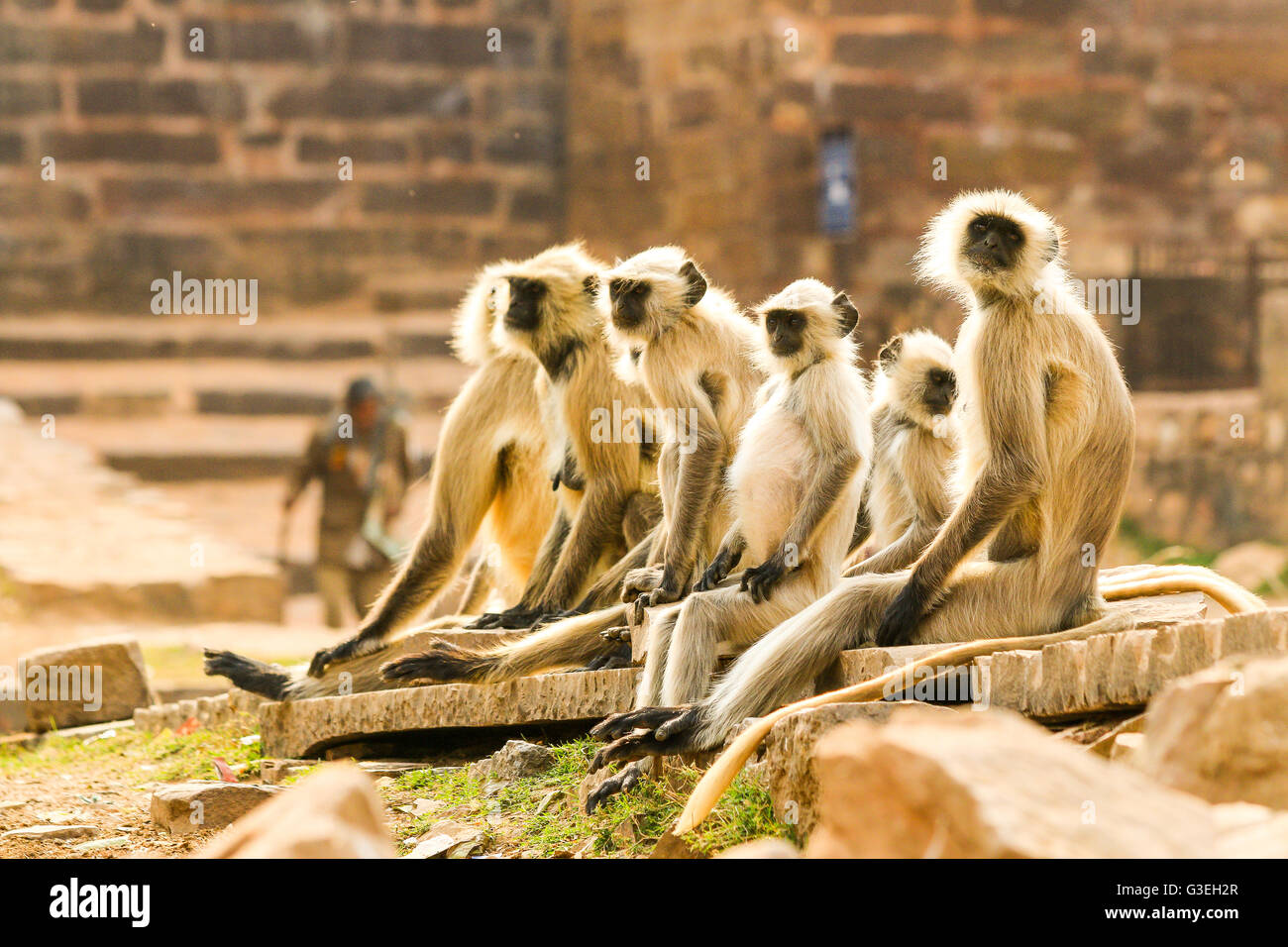 Scimmie Langur, il Parco nazionale di Ranthambore, India Foto Stock