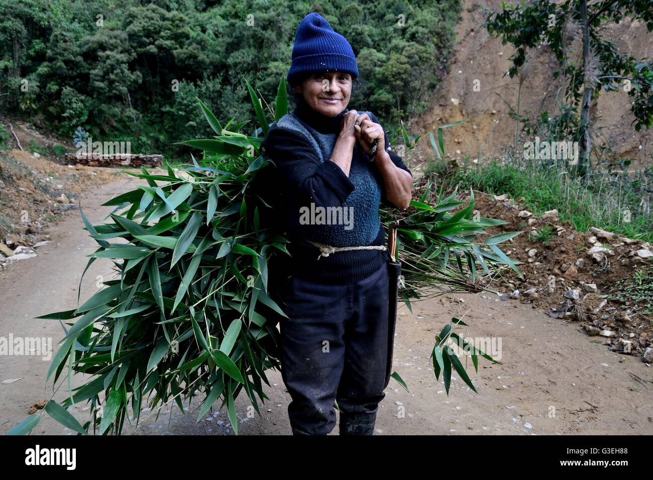 Il trasporto di alimenti per cuys in Sapalache ' Las Huaringas ' - HUANCABAMBA.. Dipartimento di Piura .PERÙ Foto Stock