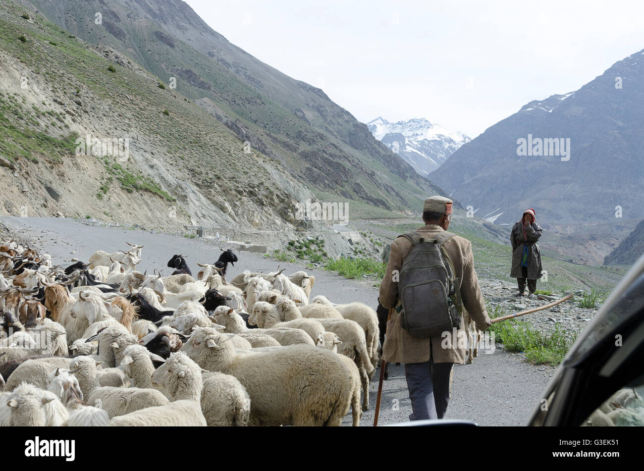 L'uomo imbrancandosi capre e pecore lungo la strada, vicino a Ponte Darcha, Manali - Leh Road, Himachal Pradesh, India, Foto Stock